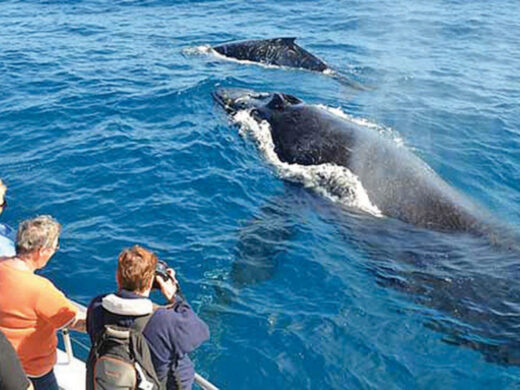 Mirissa_Whale_Watching