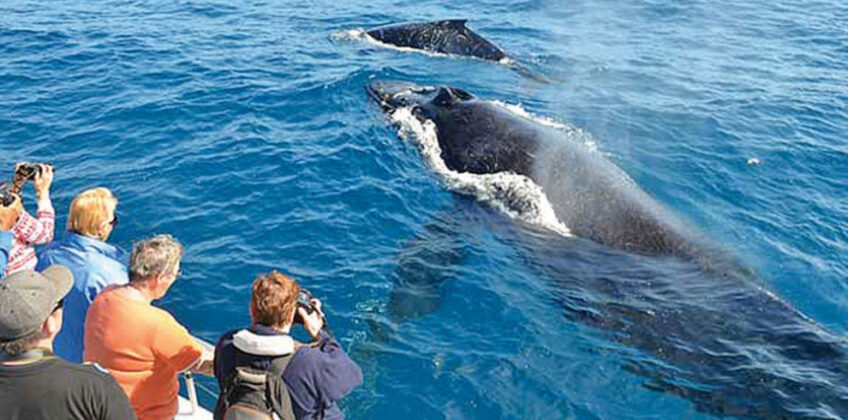 Mirissa_Whale_Watching