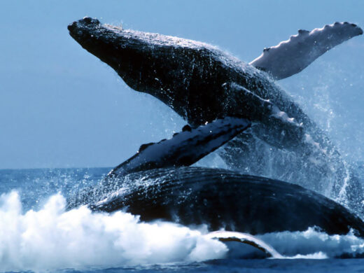 WhaleWatchingatMirissa