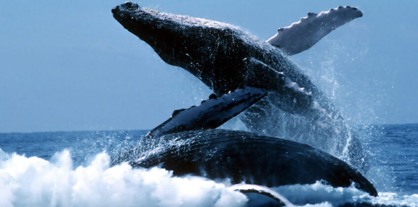 WhaleWatchingatMirissa